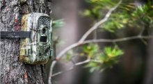 Fotopułapki i kamery w lesie