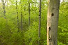 Las siniaka i pięciu dzięciołów – Skarb Nadleśnictwa Miradz