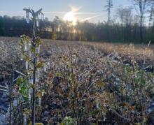 Późne przymrozki – cichy wróg leśnych upraw i młodników