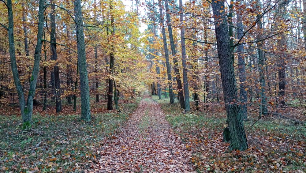 Jesień fot. E. Olejnik