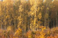 Jesień w lesie – czas barw, pracy i przygotowań do zimy